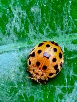 Orange ladybug on green leaf Stock Photos