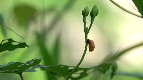 Orange Ladybug Larva On Leaf Video stock 307666528