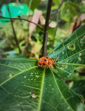 Orange ladybug on a leaf Stock Photos