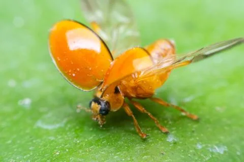 Orange Ladybug Macro Closeup Photos
