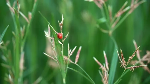 Orange ladybug perched on the grass. Stock Footage 171752164