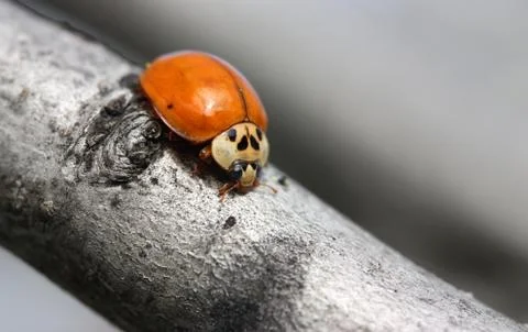 Orange Ladybug Stock Photos