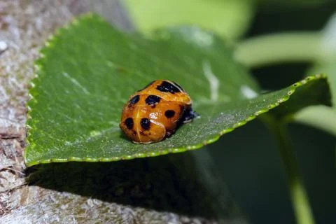 An orange ladybug Фото