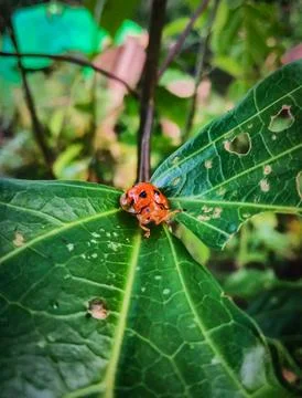 Orange ladybug Stock Photos