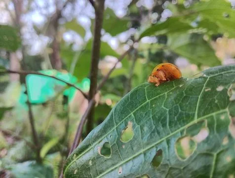Orange ladybug Stock Photos