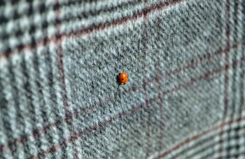 Orange ladybug sits on a woolen checkered material Stock Photos