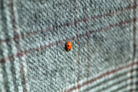 Orange ladybug sits on a woolen checkered material Foto stock