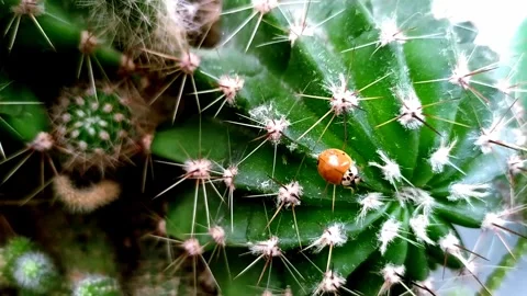 Orange Ladybug spinning on a cactus thorn Stock Footage 300202576