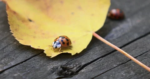 Orange ladybug on textured wood surface, close-up view 動画素材 289205776