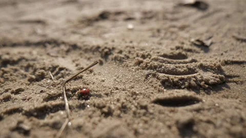 Orange ladybug walking slowly on sandy beach, close up Stock Footage 303818208