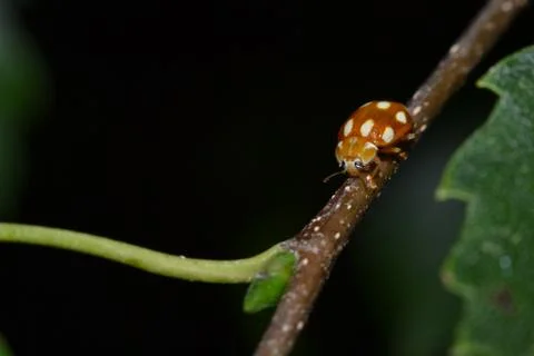 Orange ladybug with white dots on a birch branch Stock Photos