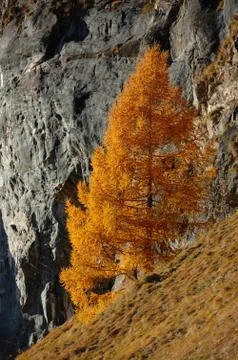 Orange larch Stock Photos