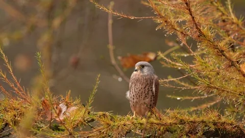 Orange larch tree with kestrel. Kestrel sitting on the tree branch with fungi. F Stock Footage 321126443