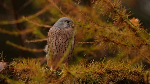 Orange larch tree with kestrel. Kestrel sitting on the tree branch with fungi. F Stock Footage 321126540
