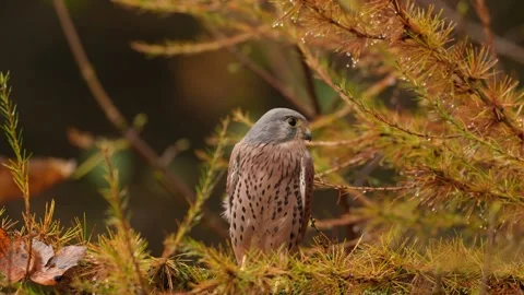 Orange larch tree with kestrel. Kestrel sitting on the tree branch with fungi. F Stock Footage 321126541
