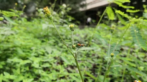 Orange large milkweed bug on a flower. Legs and antennae motion of this animal. Stock Footage 99554006