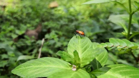 Orange large milkweed bug nymph on a green leaf. Animal watching the horizon. Stock Footage 99554101