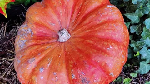 Orange large round pumpkins. Festive atmosphere, autumn leaves, pumpkins. Stock Footage 287854635