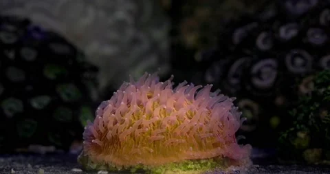 Orange large single polyp of mushroom coral, Fungia sp. Stock Footage 202204695