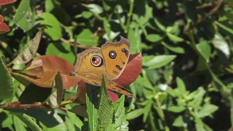 Orange with Large Spots Butterfly Flying Away Stock Footage 292270660