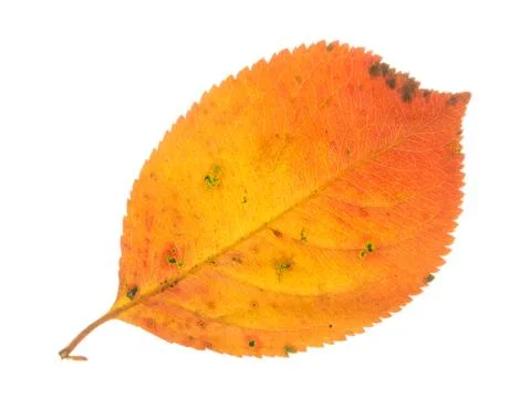 Orange leaf and white background Stock Photos