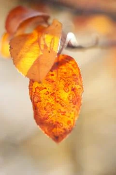 Orange Leaf In Autumn Stock Photos
