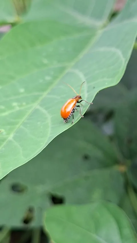 Orange Leaf Beetle Crawling on Green Leaf Macro Video Stock Footage 341995361