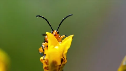 Orange leaf beetle crawling on yellow flower petal Stock Footage 340775440