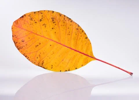 Orange leaf close-up Stock Photos