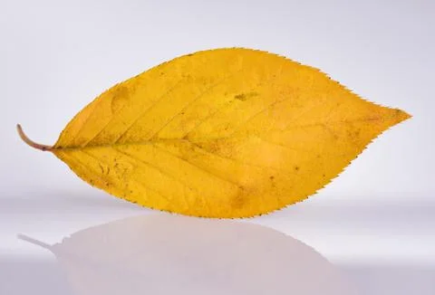Orange leaf close-up Stock Photos
