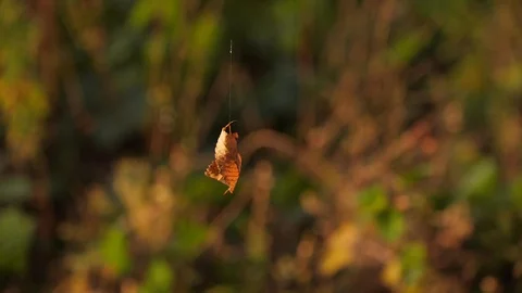 Orange leaf close up spinning on spider web with fall colors in the background Stockbeeldmateriaal 104453494