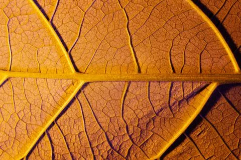 Orange leaf close up, use as background or texture Foto stock