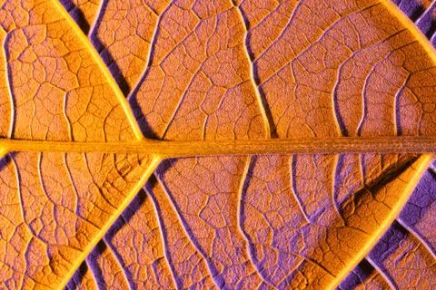 Orange leaf close up, use as background or texture Stock Photos