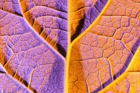 Orange leaf close up, use as background or texture Stock Photos