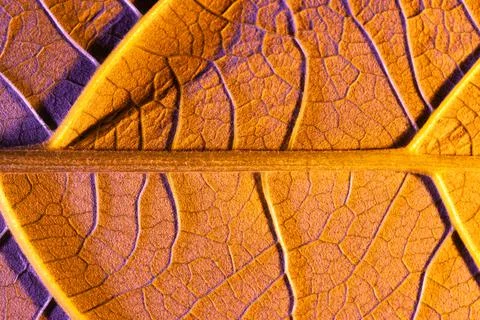Orange leaf close up, use as background or texture Stock Photos