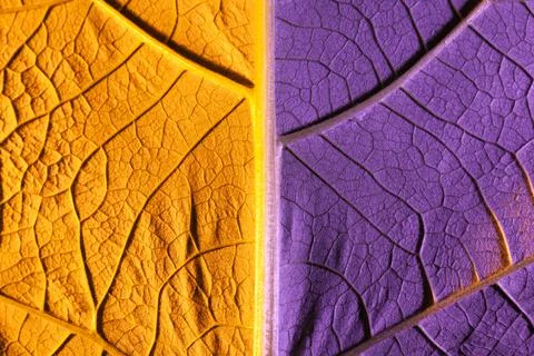 Orange leaf close up, use as background or texture Stock Photos