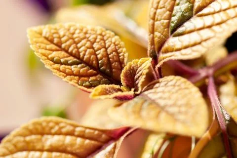 Orange Leaf Cluster Foto stock