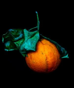 Orange with leaf on dark background Stock Photos