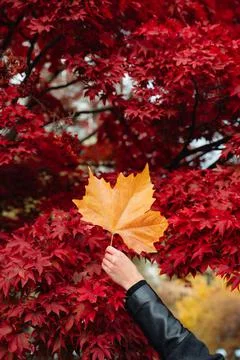 Orange leaf in front of red tree Foto stock