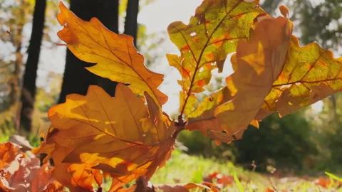 The orange leaf lies on green grass, close view, autumn is in full swing, black Stock Footage 167803230