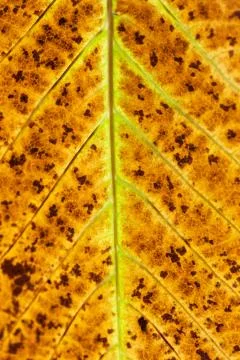 Orange leaf macro texture Stock Photos