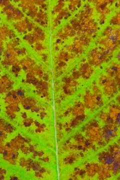 Orange leaf macro texture Stock Photos