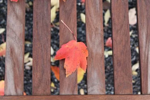 Orange leaf on park bench Stock Photos