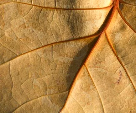 Orange leaf Stock Photos