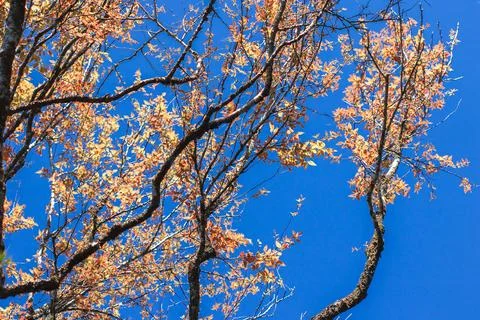 Orange leaf in the sky background Stock Photos