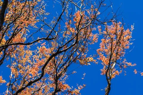 Orange leaf in the sky background Stock Photos