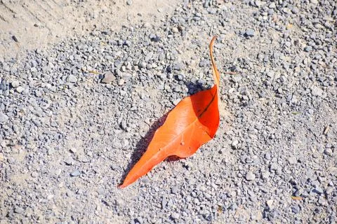 Orange leaf on stony pathway. Stock Photos