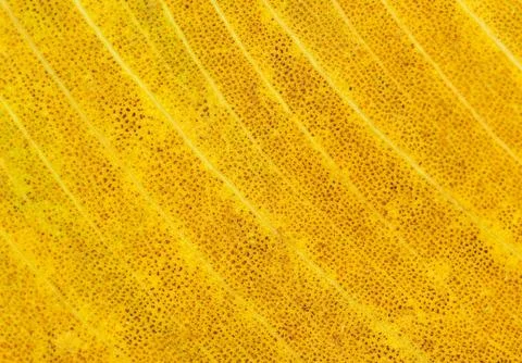 Orange leaf texture macro closeup. Beautiful natural pattern, Horizontal imag Stock Photos