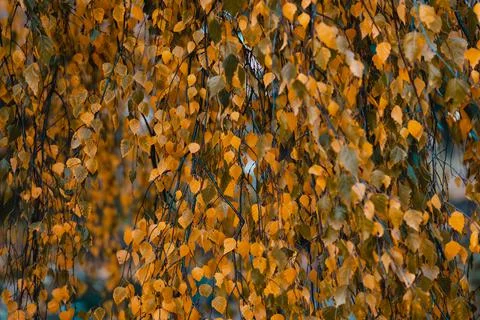 Orange leaf texture Foto stock