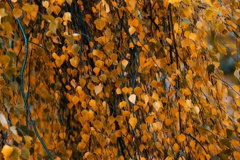Orange leaf texture Stock Photos